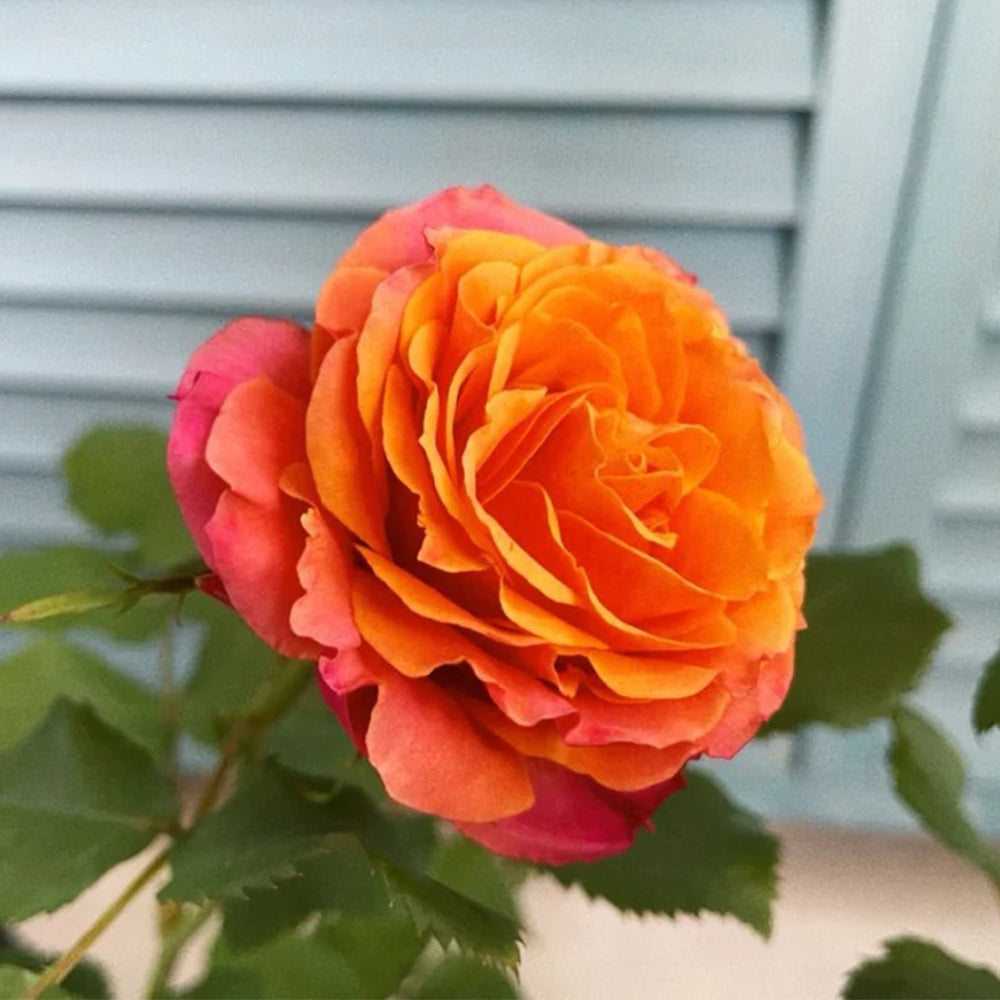 Vintage Sepia Japanese Florist Shrub Rose