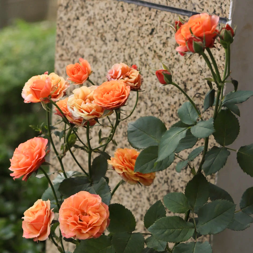 Vintage Sepia Japanese Florist Shrub Rose