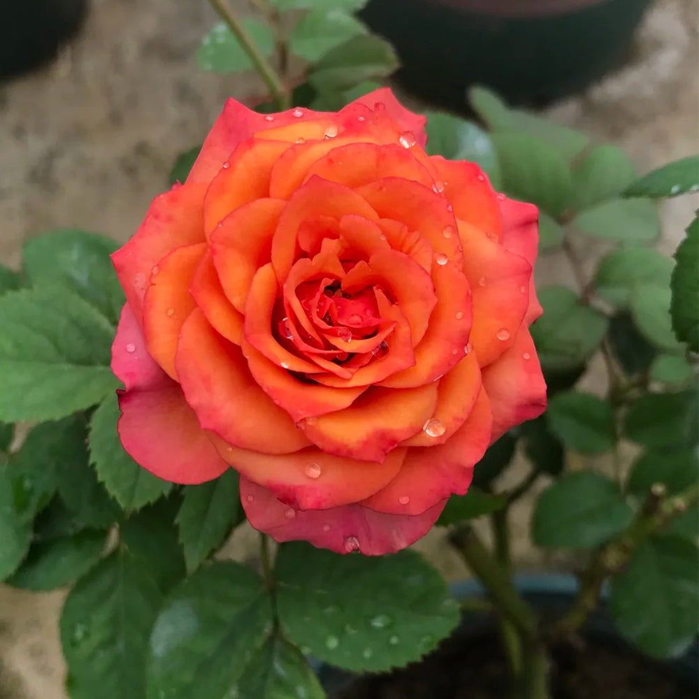 Vintage Sepia Japanese Florist Shrub Rose