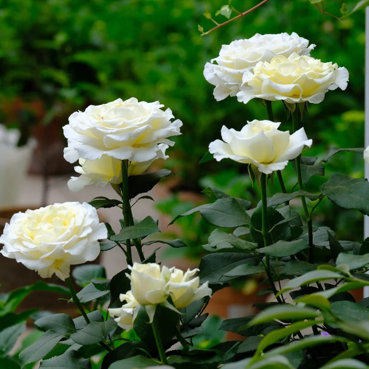 Vitality Dutch Florist Shrub Rose