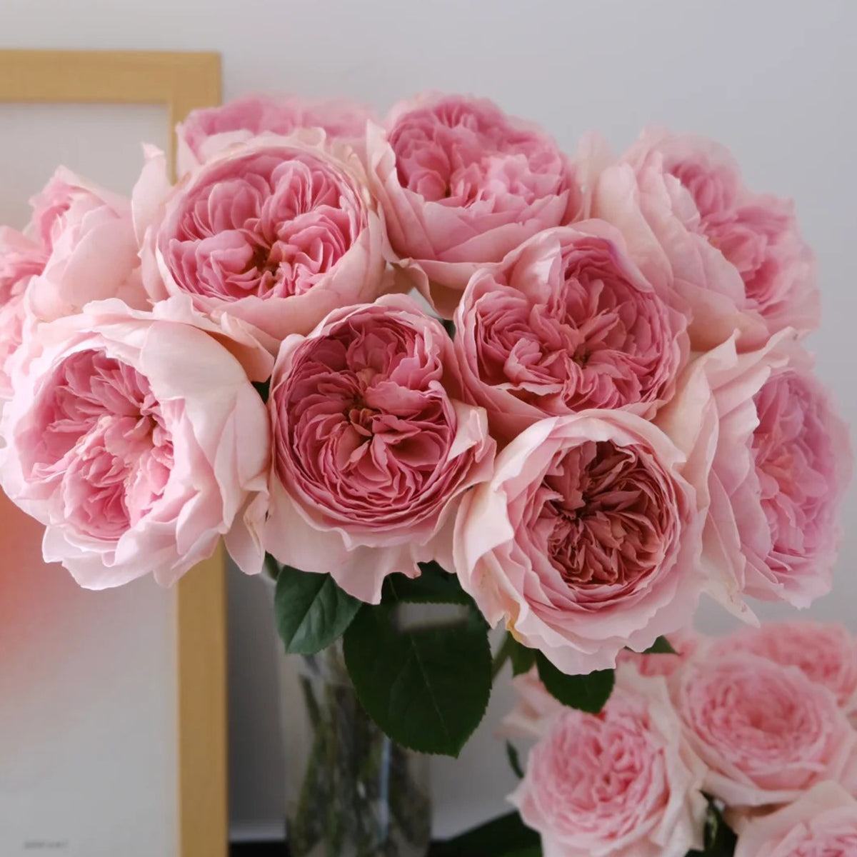 Vivian Dutch Florist Shrub Rose