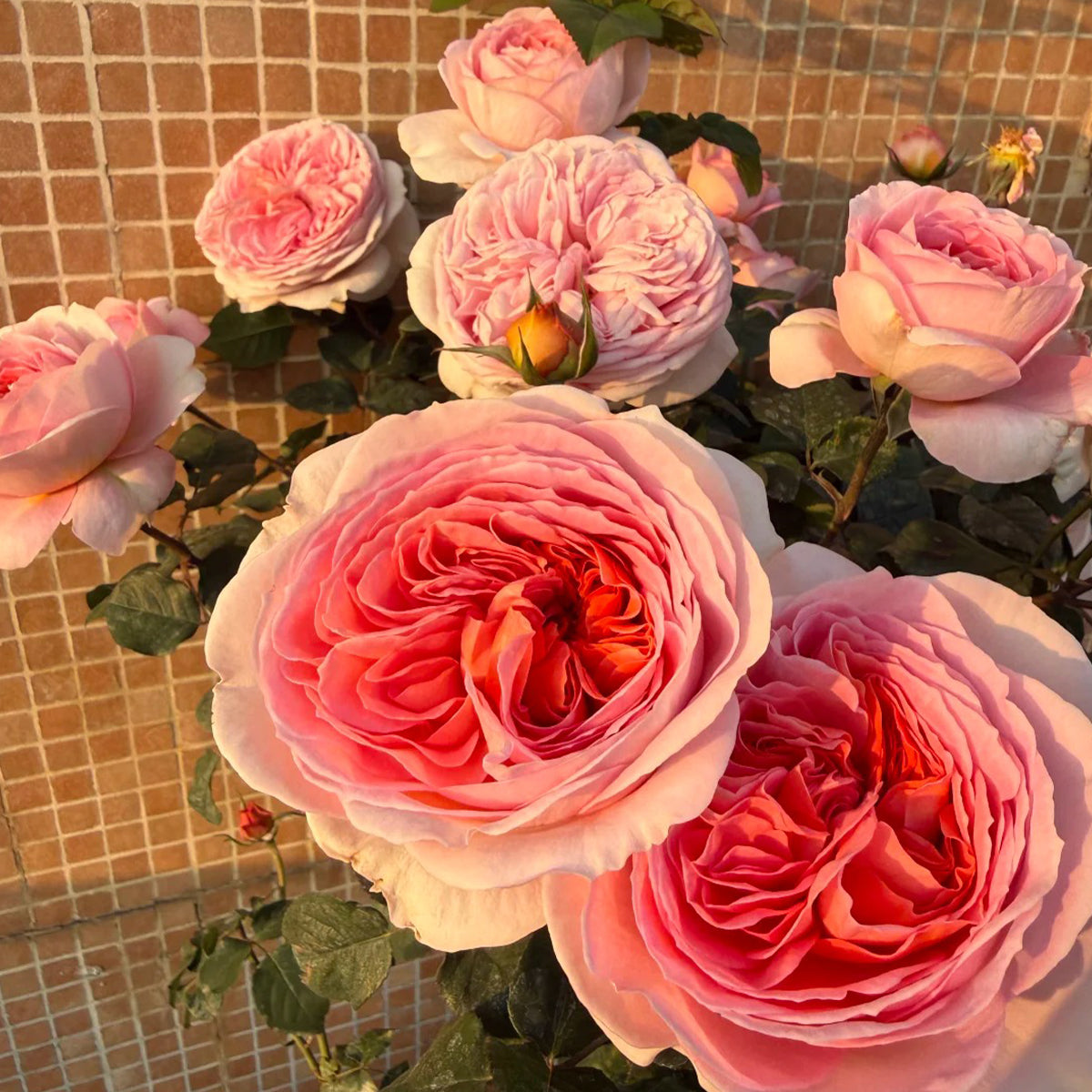 Vivian Dutch Florist Shrub Rose