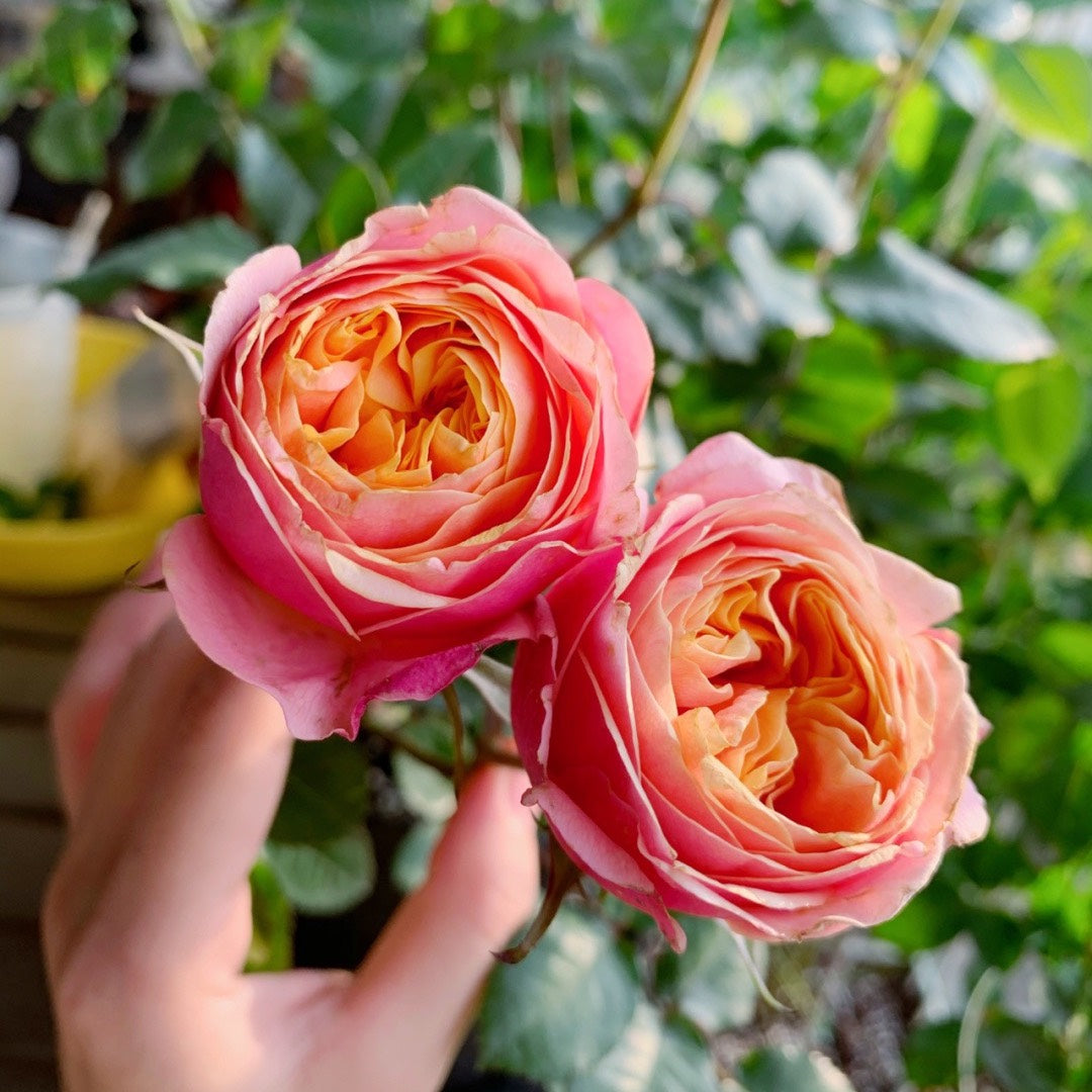 Vuvuzela Dutch Florist Shrub Rose