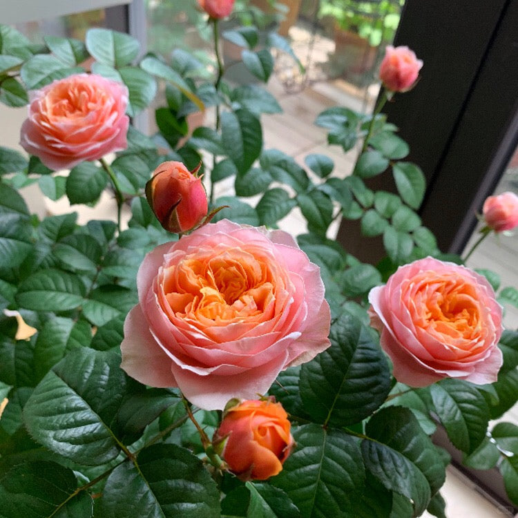 Vuvuzela Dutch Florist Shrub Rose