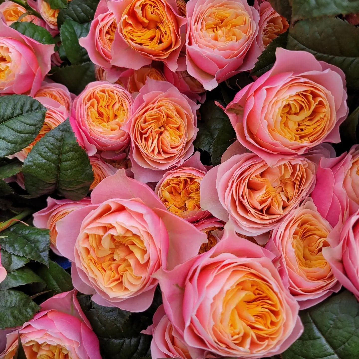Vuvuzela Dutch Florist Shrub Rose