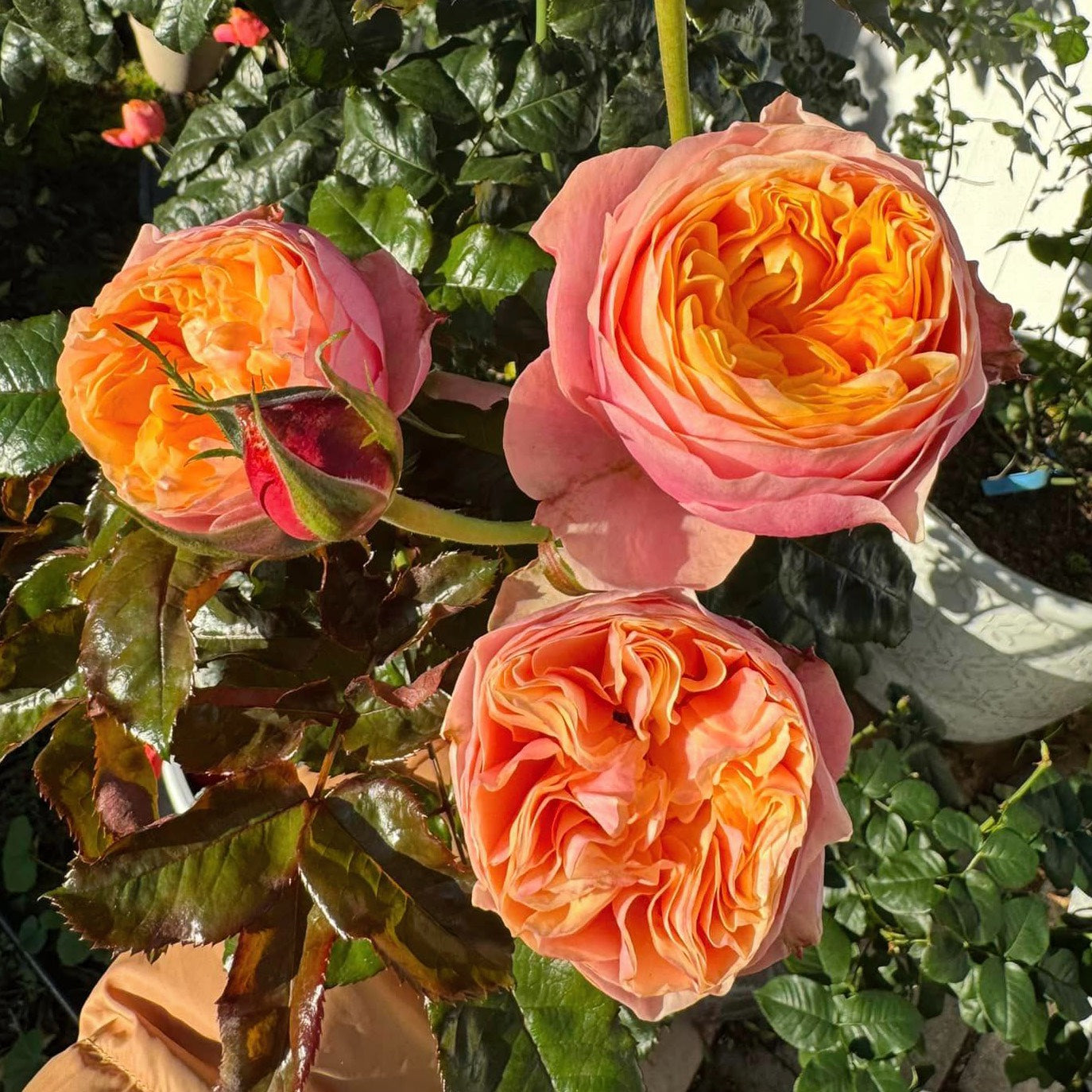 Vuvuzela Dutch Florist Shrub Rose