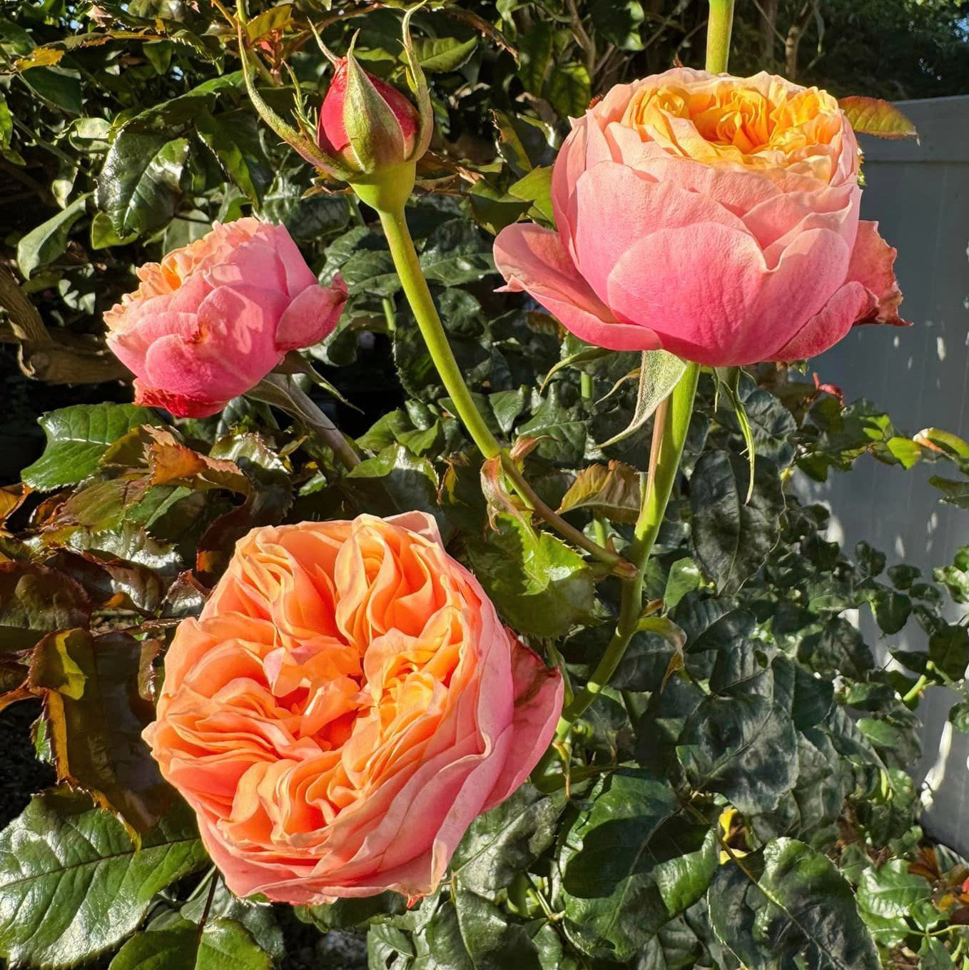 Vuvuzela Dutch Florist Shrub Rose