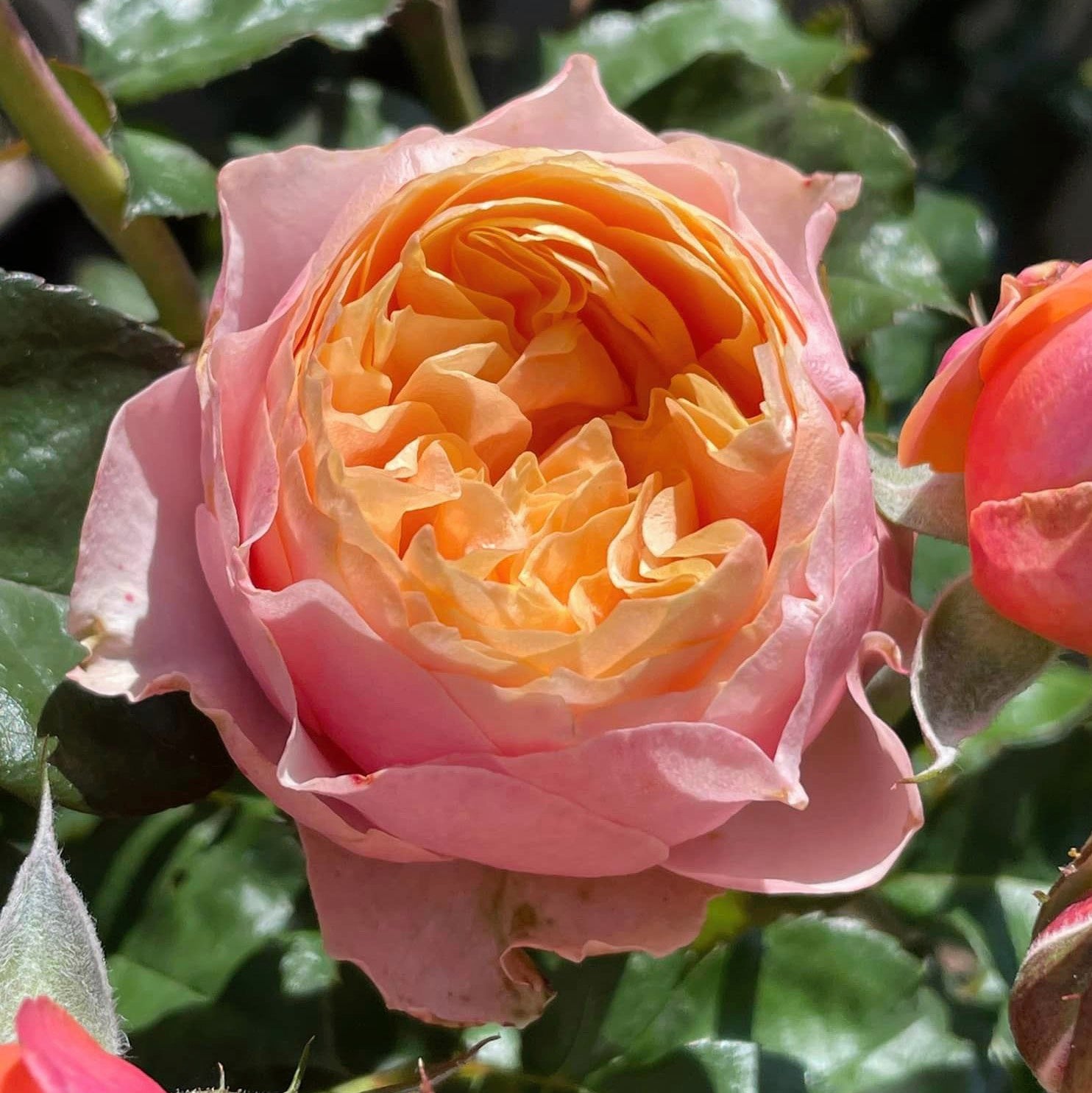 Vuvuzela Dutch Florist Shrub Rose