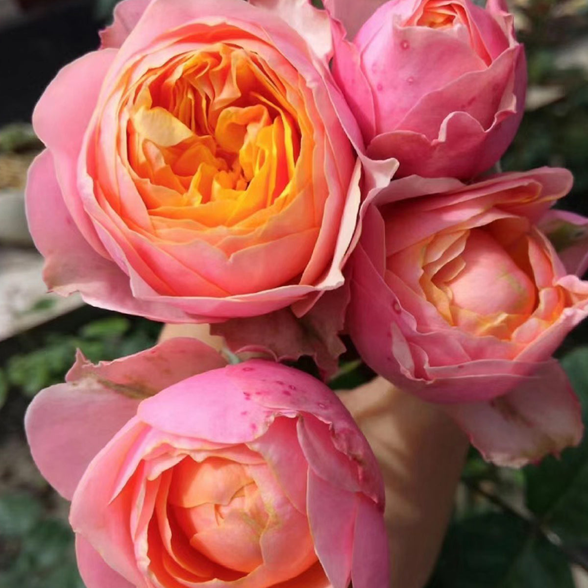Vuvuzela Dutch Florist Shrub Rose