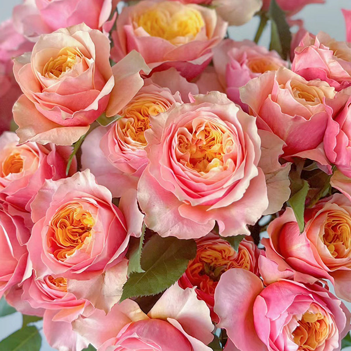 Vuvuzela Dutch Florist Shrub Rose