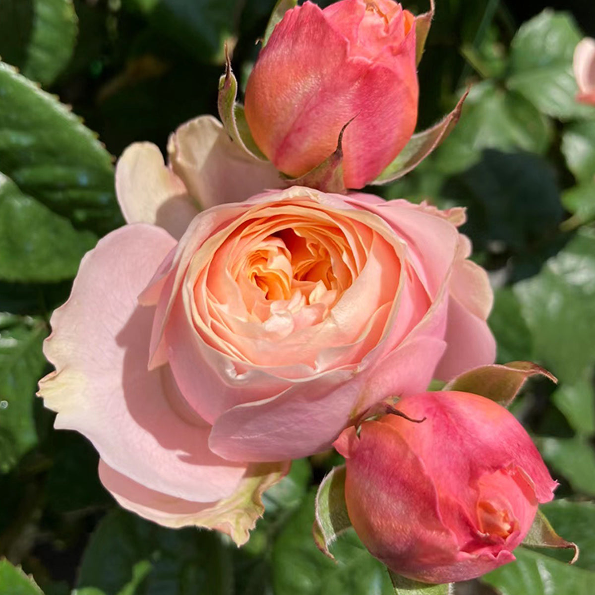 Vuvuzela Dutch Florist Shrub Rose