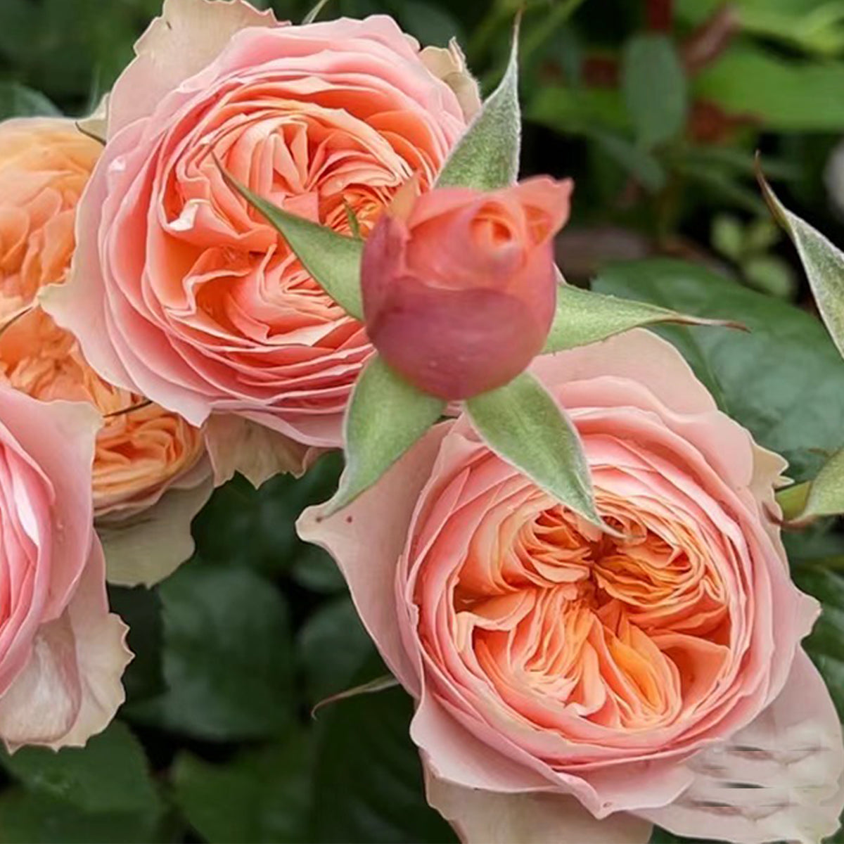 Vuvuzela Dutch Florist Shrub Rose