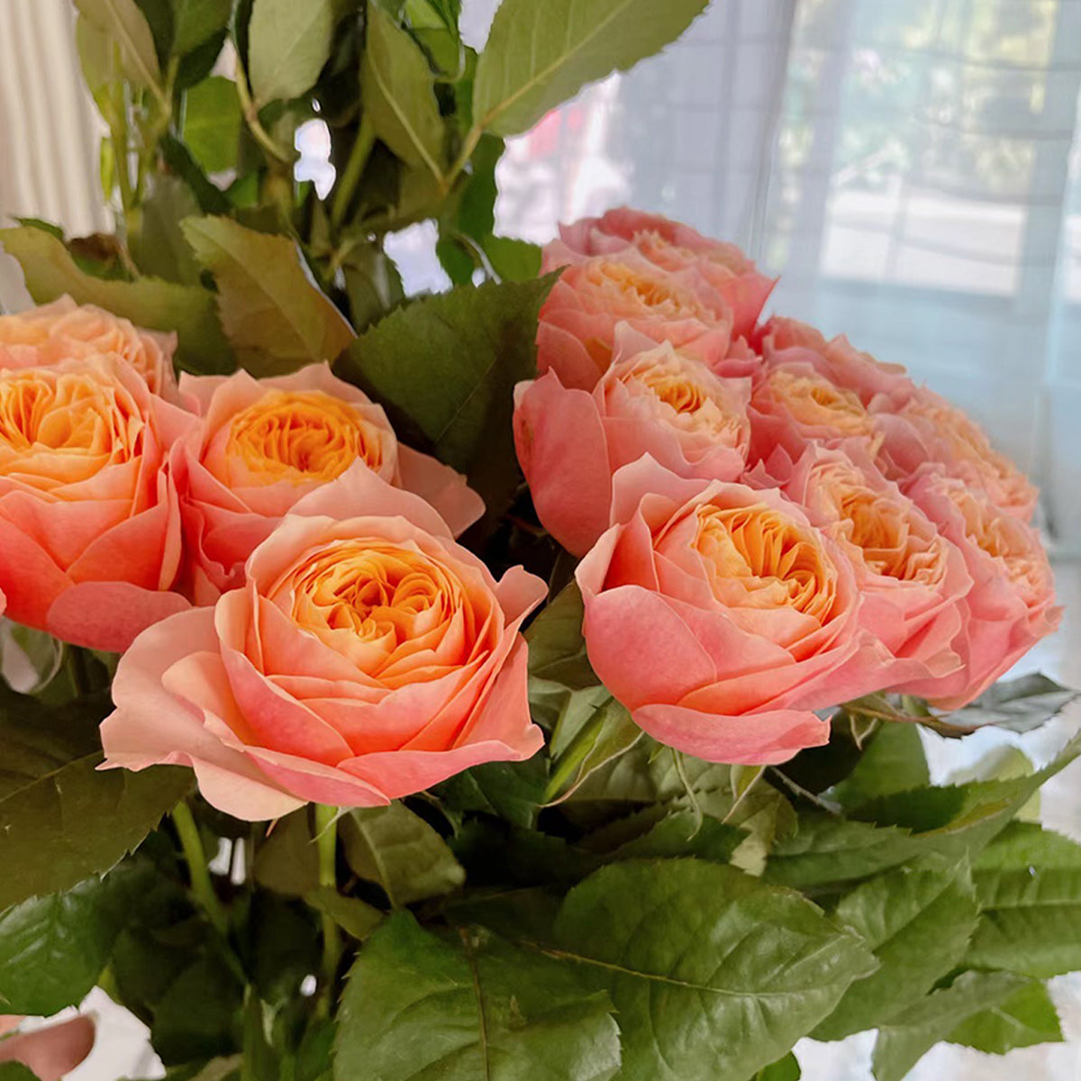 Vuvuzela Dutch Florist Shrub Rose