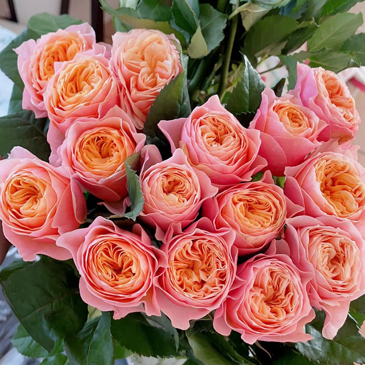 Vuvuzela Dutch Florist Shrub Rose