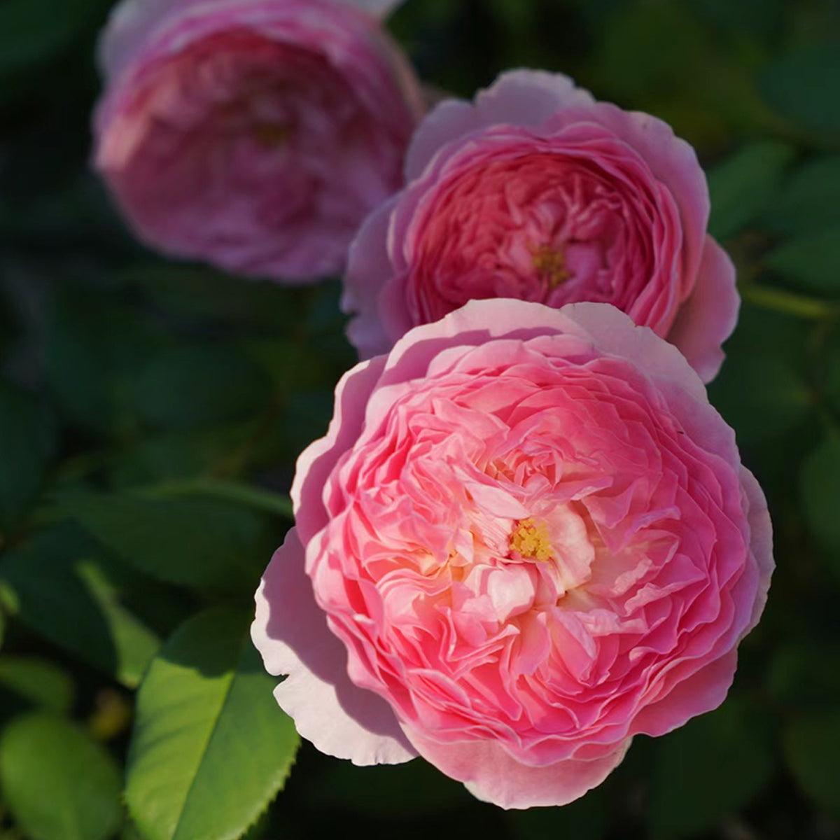 Wanshan Chinese Garden Shrub Rose