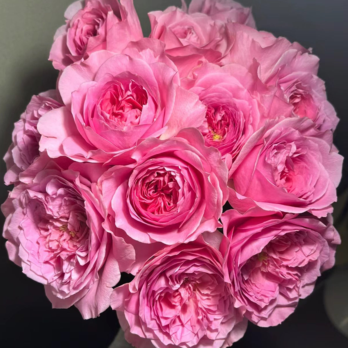 Wanshan Chinese Garden Shrub Rose