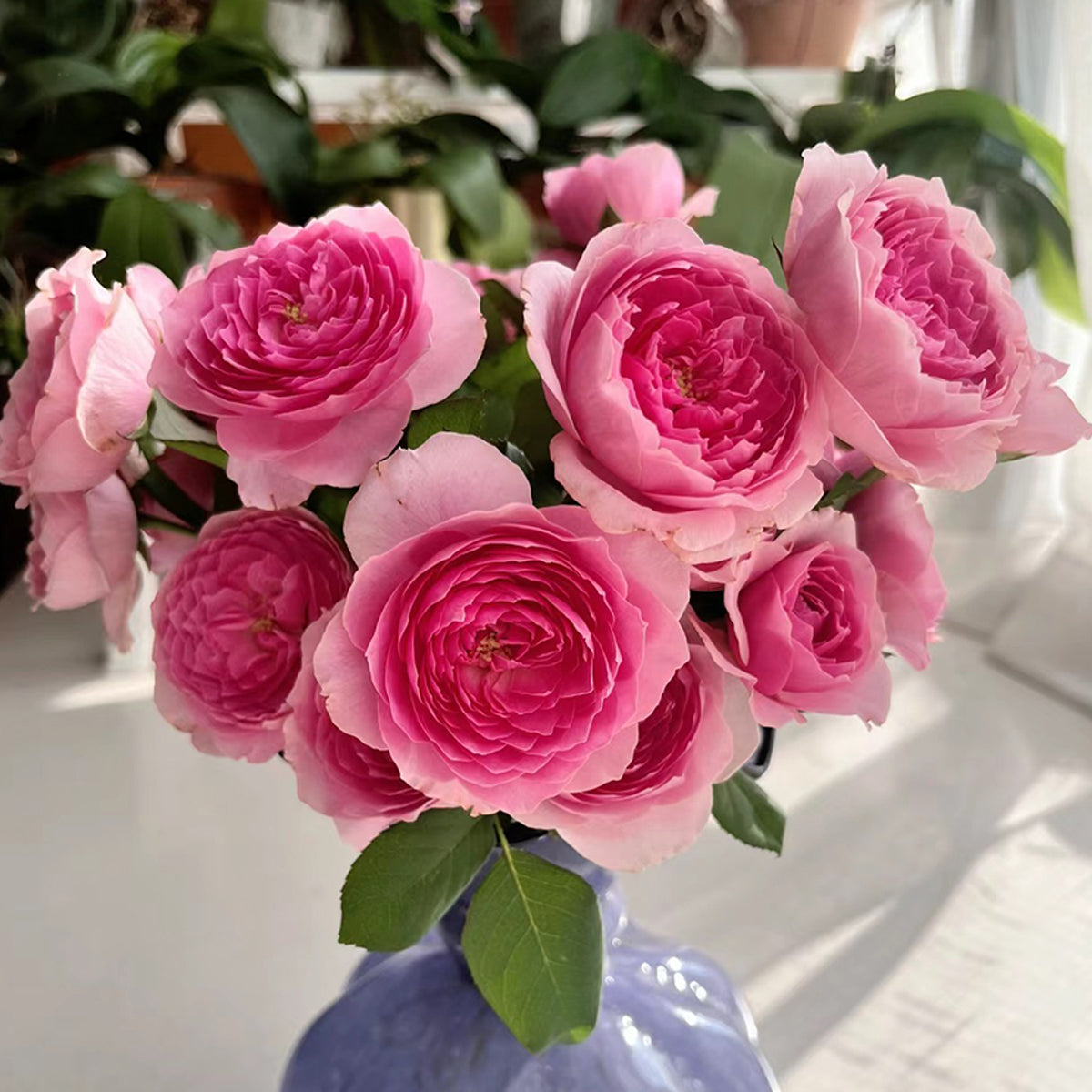 Wanshan Chinese Garden Shrub Rose