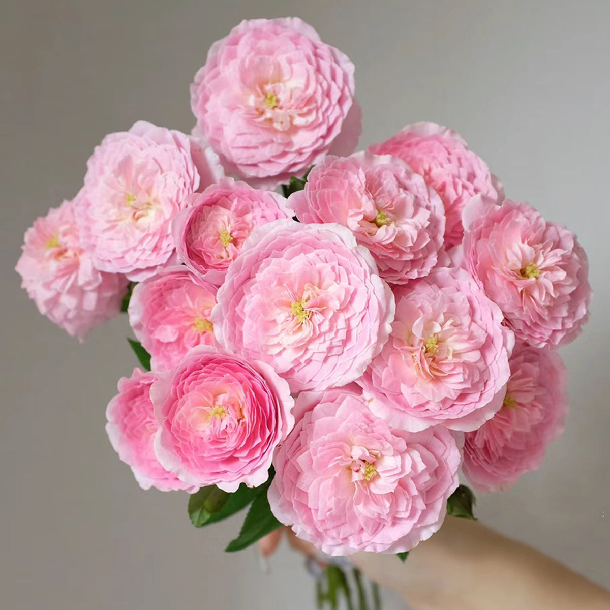 Wanshan Chinese Garden Shrub Rose