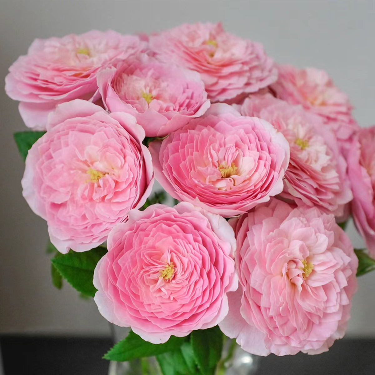 Wanshan Chinese Garden Shrub Rose