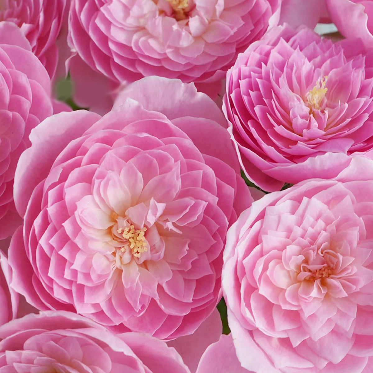 Wanshan Chinese Garden Shrub Rose