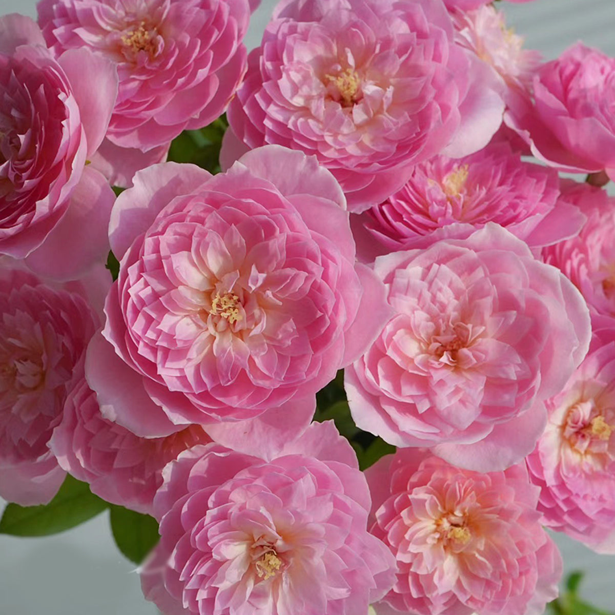 Wanshan Chinese Garden Shrub Rose