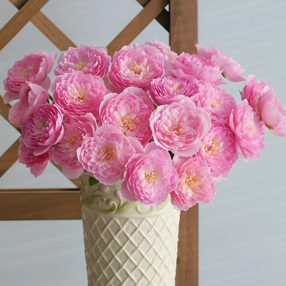 Wanshan Chinese Garden Shrub Rose