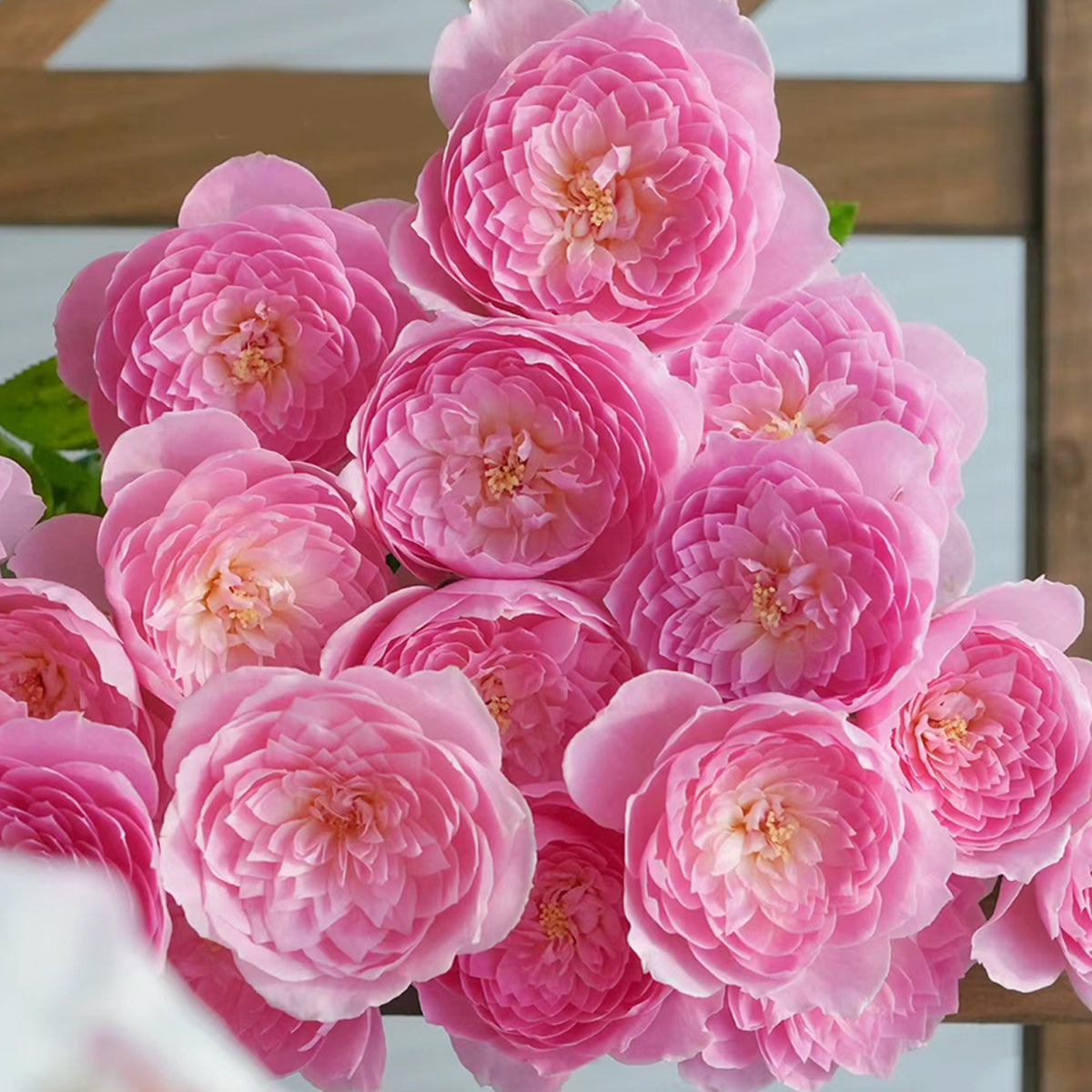 Wanshan Chinese Garden Shrub Rose