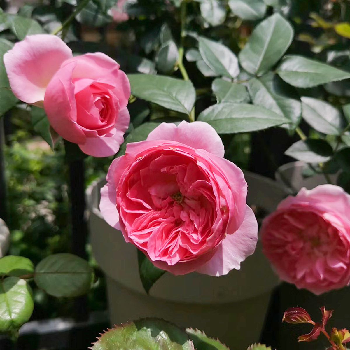 Wanshan Chinese Garden Shrub Rose