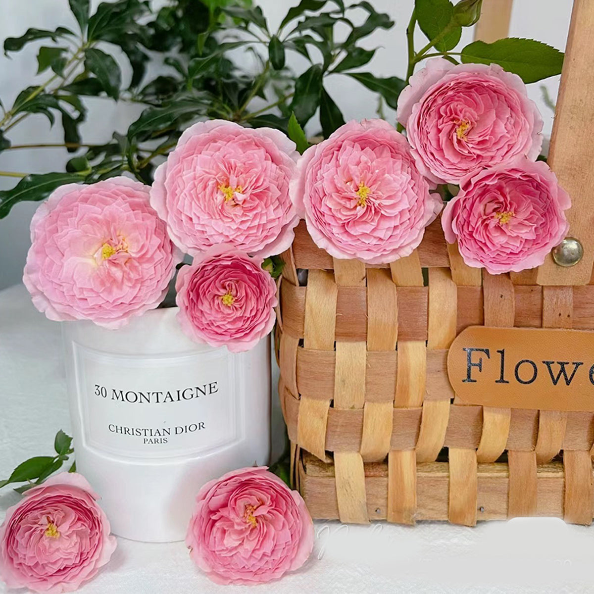 Wanshan Chinese Garden Shrub Rose