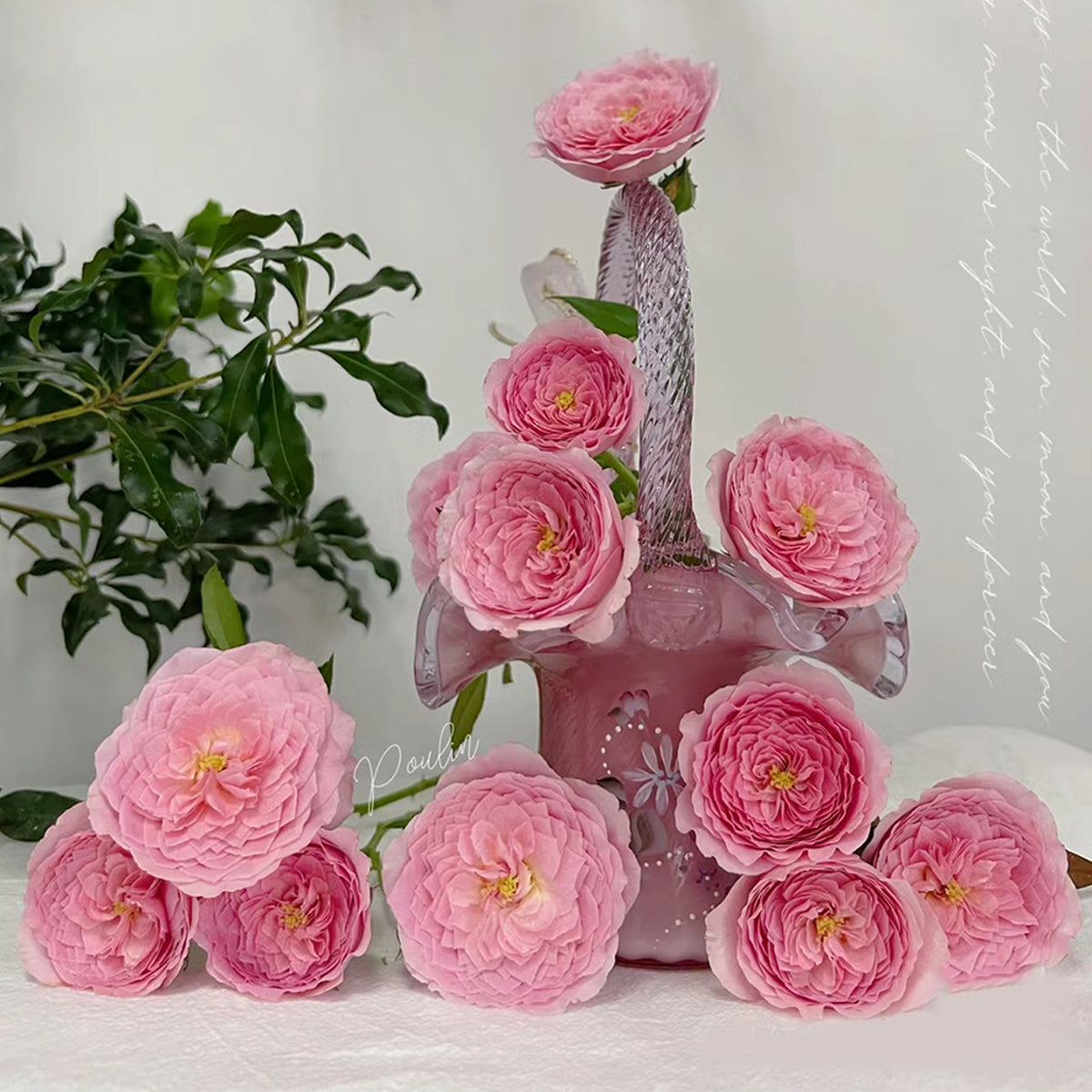 Wanshan Chinese Garden Shrub Rose