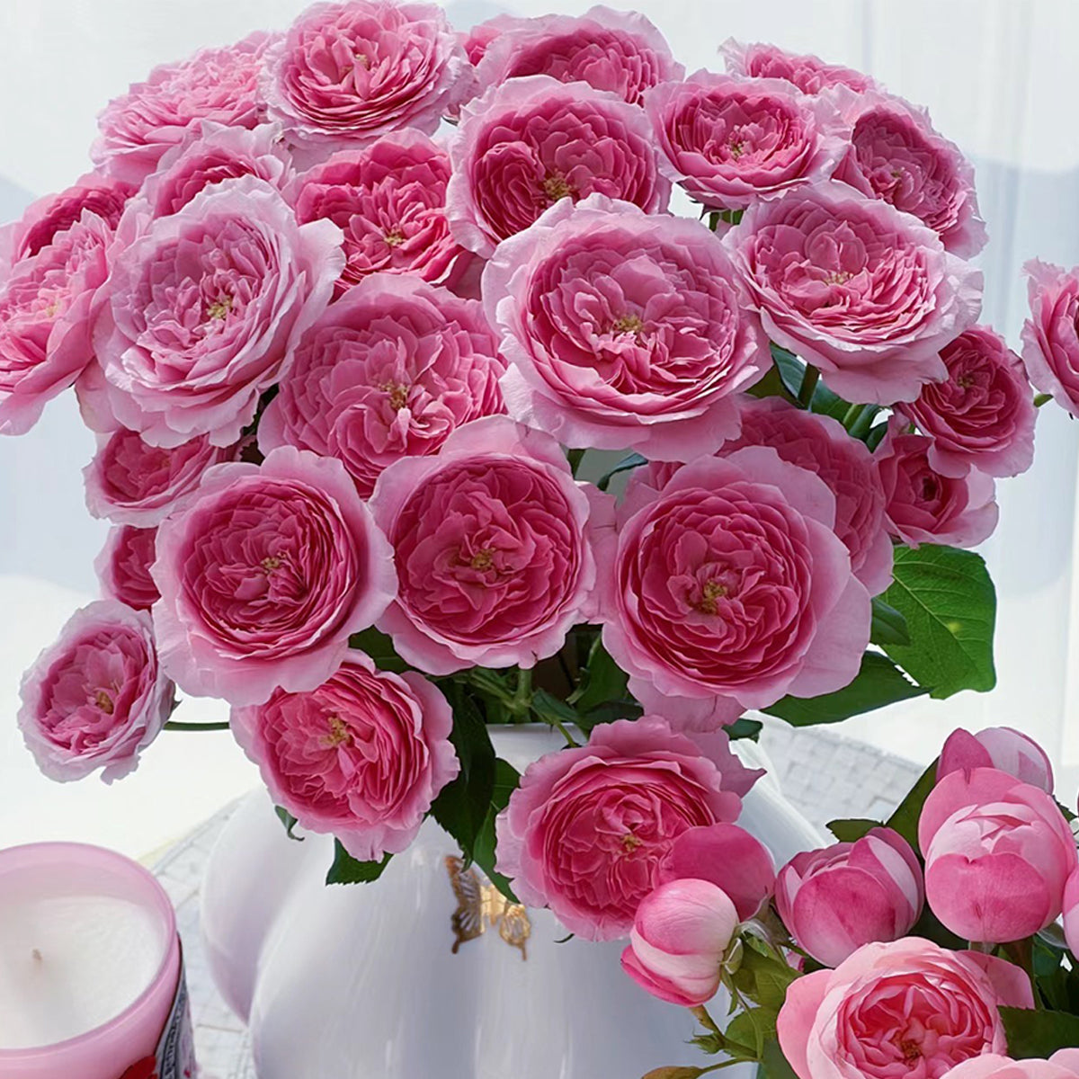 Wanshan Chinese Garden Shrub Rose