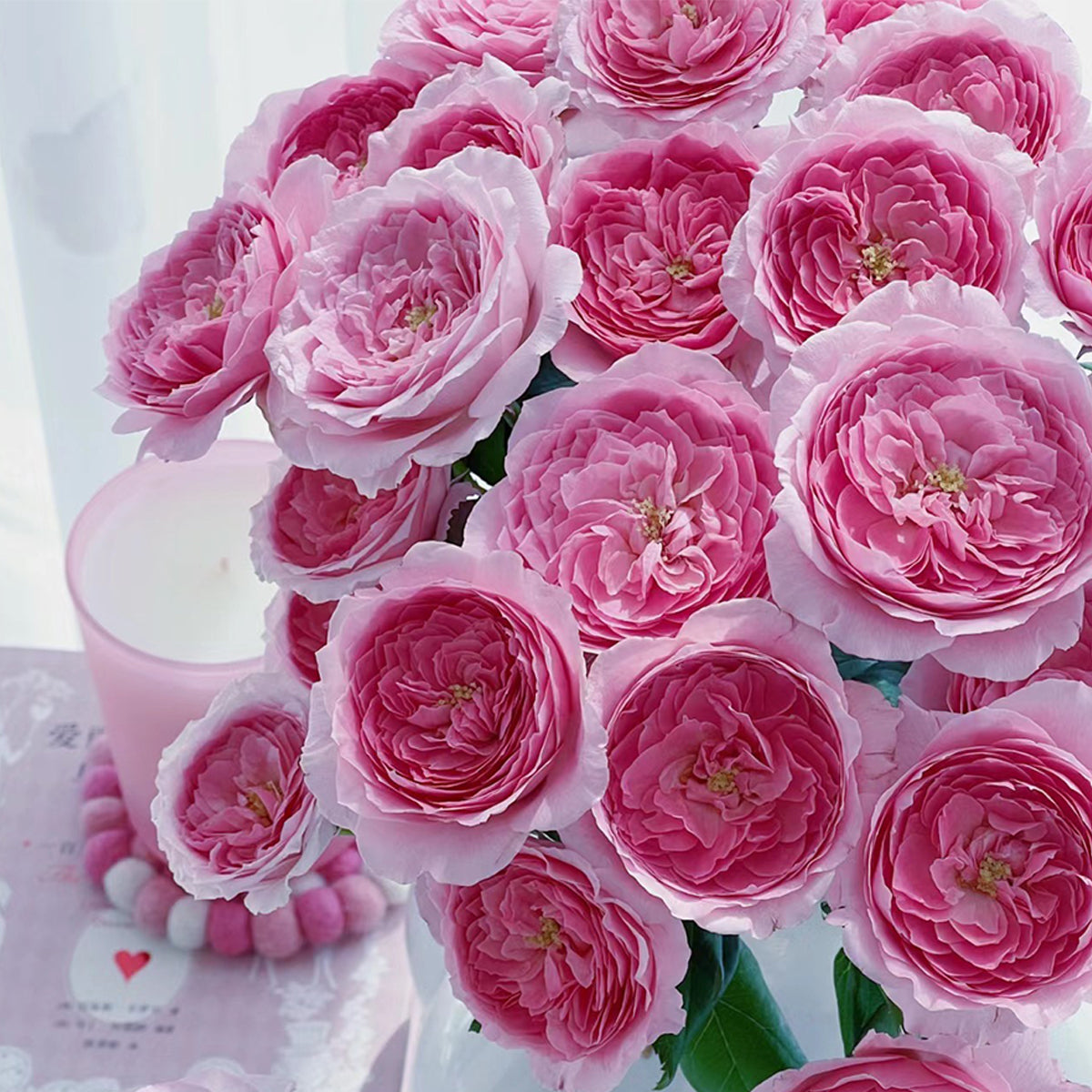 Wanshan Chinese Garden Shrub Rose