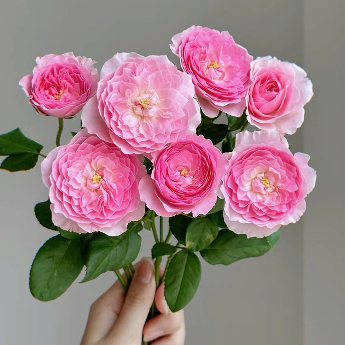 Wanshan Chinese Garden Shrub Rose