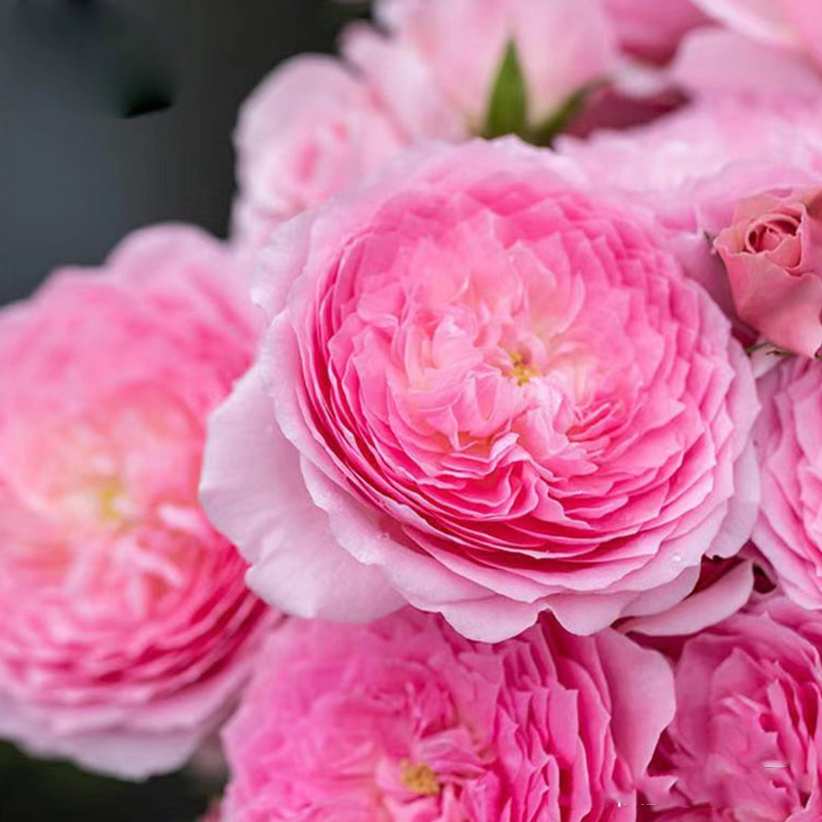 Wanshan Chinese Garden Shrub Rose