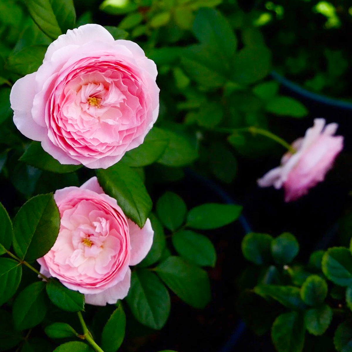 Wanshan Chinese Garden Shrub Rose
