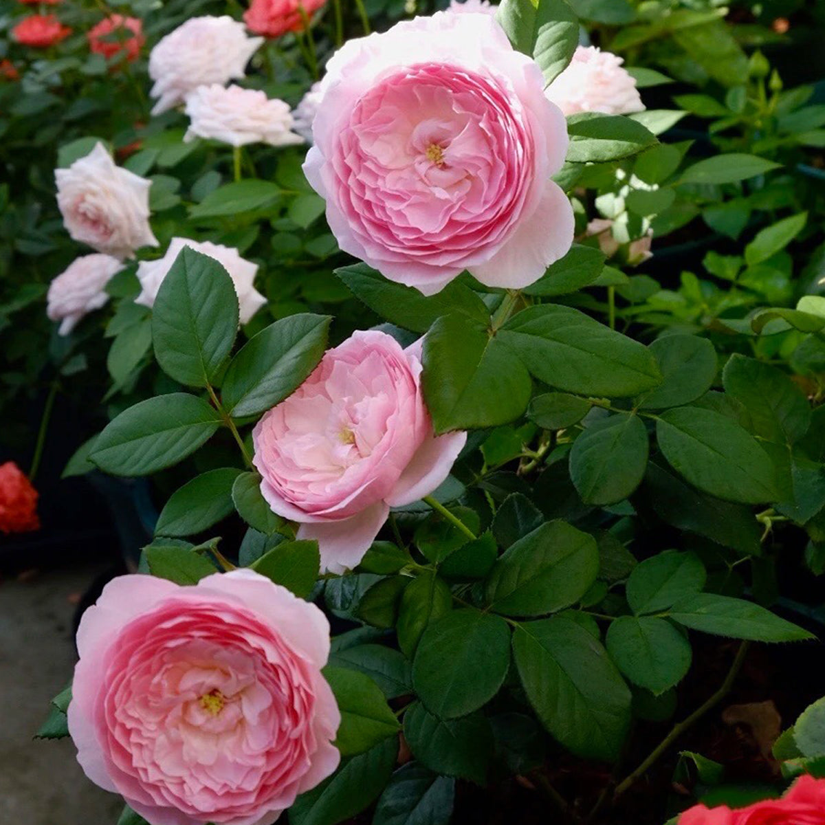 Wanshan Chinese Garden Shrub Rose