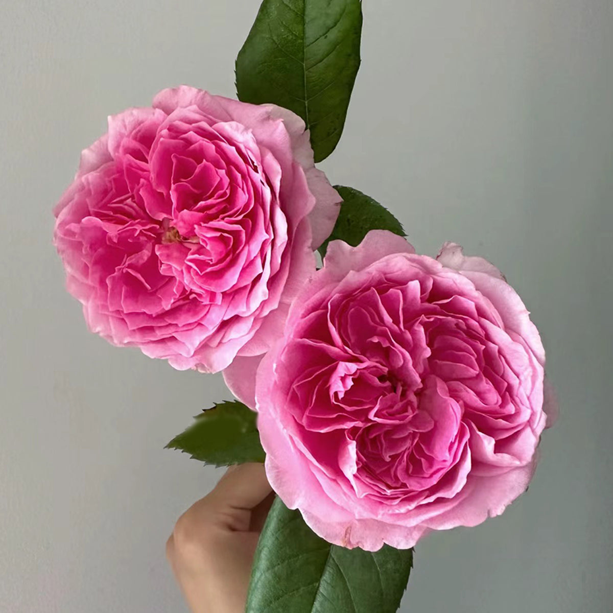 Wanshan Chinese Garden Shrub Rose