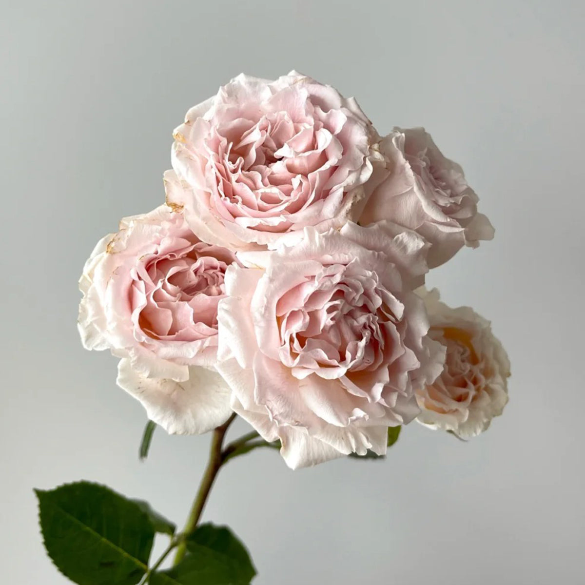 French Florist Shrub Rose Inspired by Wedding Rosever