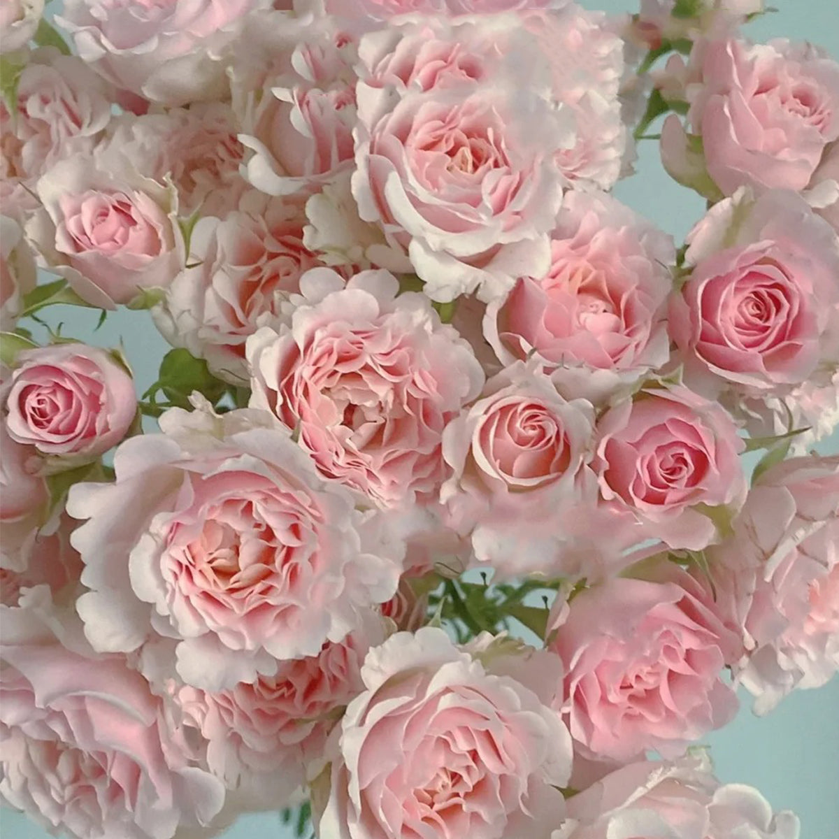 French Florist Shrub Rose Inspired by Wedding Rosever