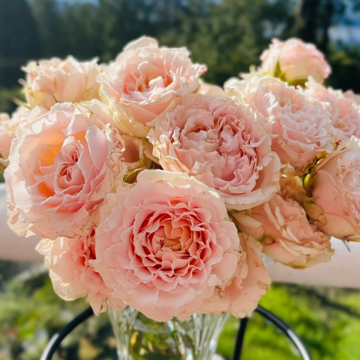 French Florist Shrub Rose Inspired by Wedding Rosever
