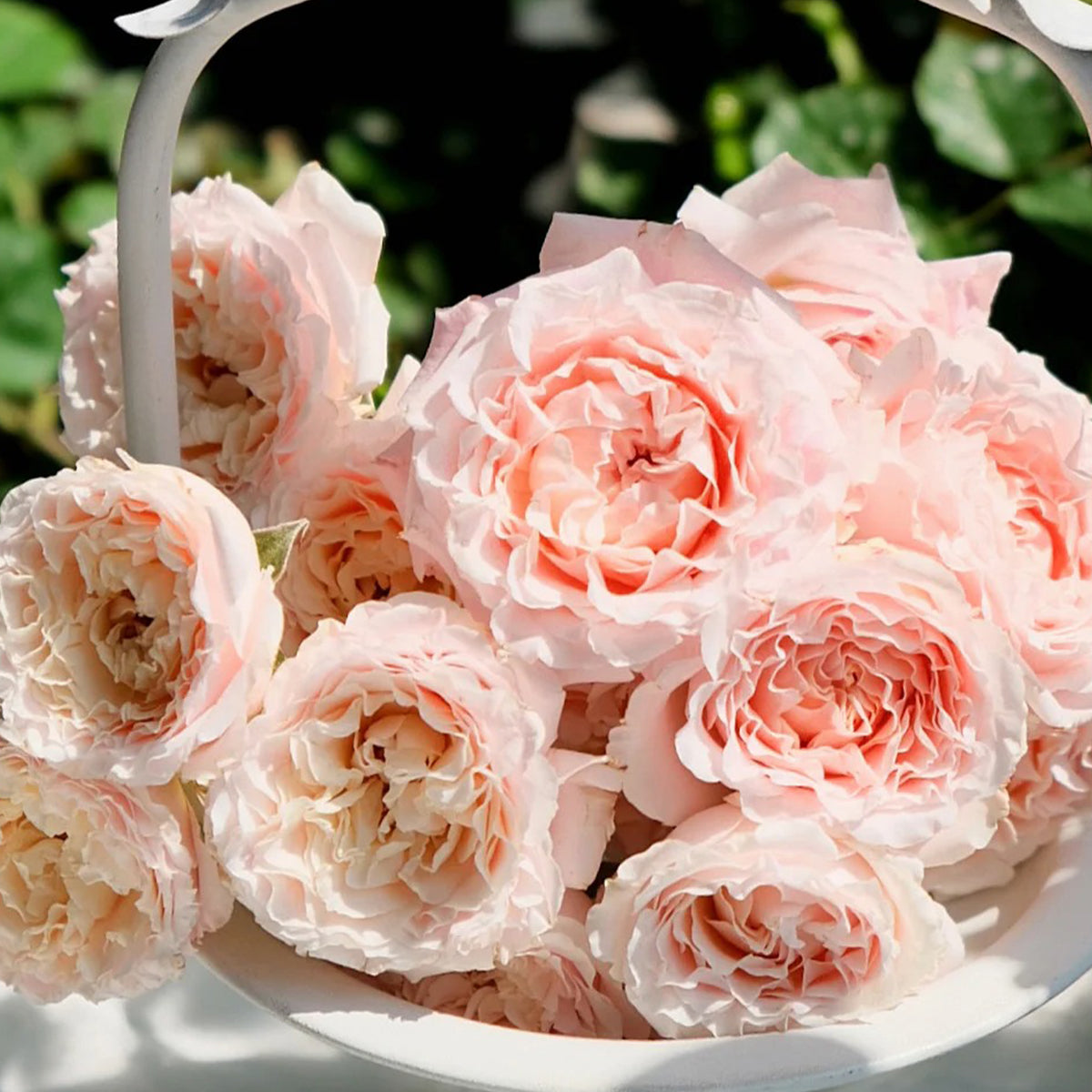 French Florist Shrub Rose Inspired by Wedding Rosever
