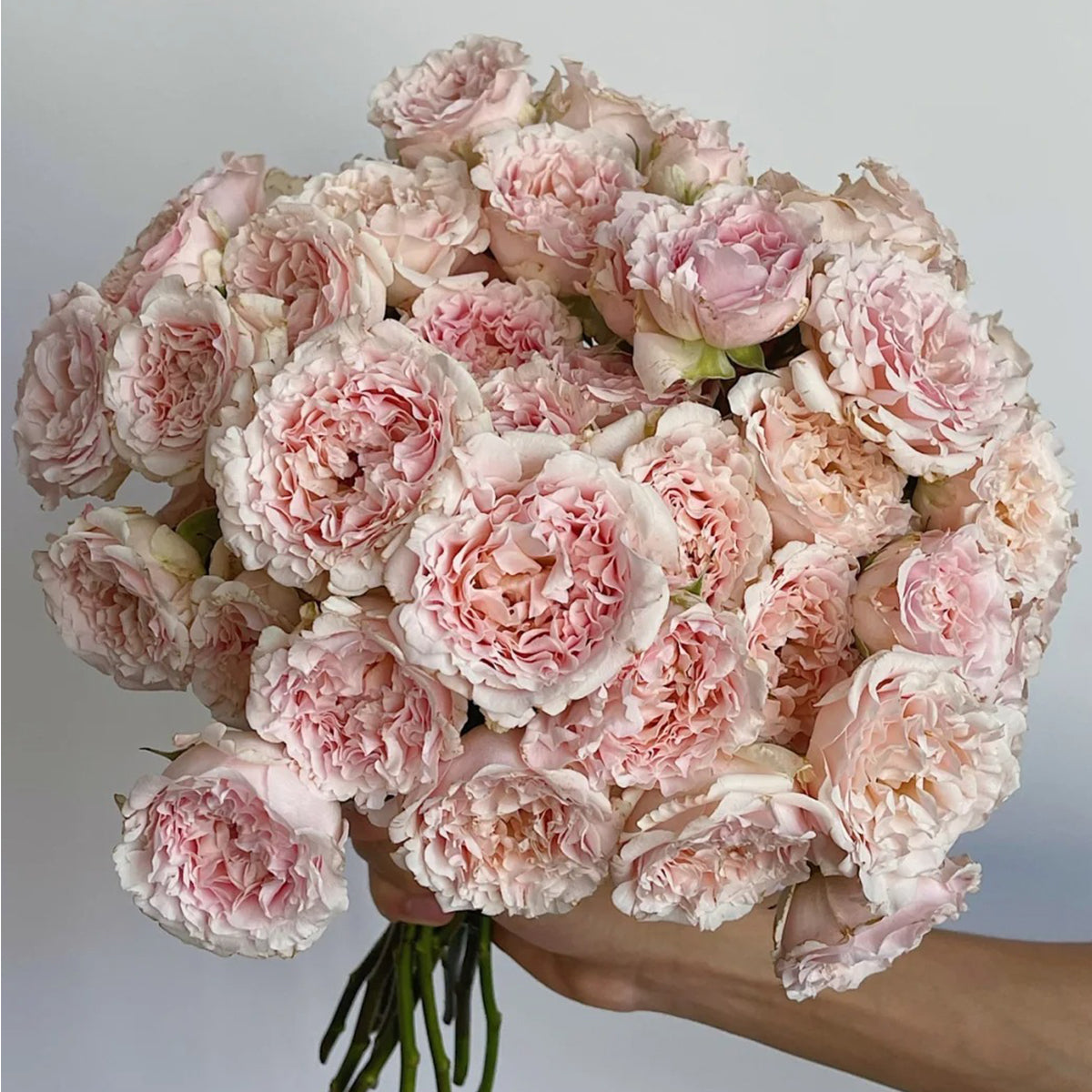 French Florist Shrub Rose Inspired by Wedding Rosever