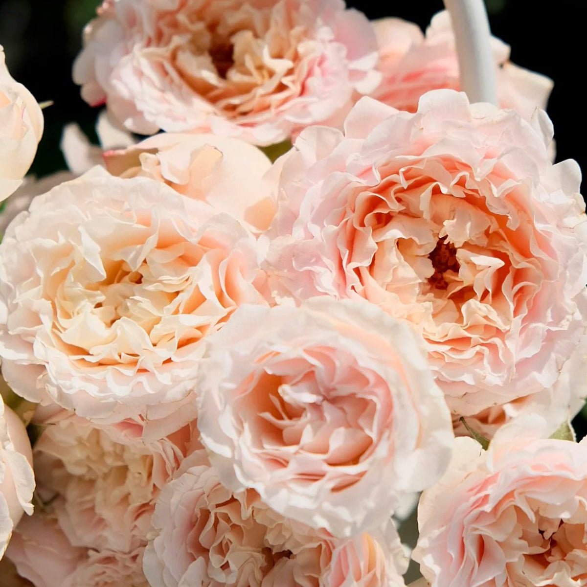 French Florist Shrub Rose Inspired by Wedding Rosever