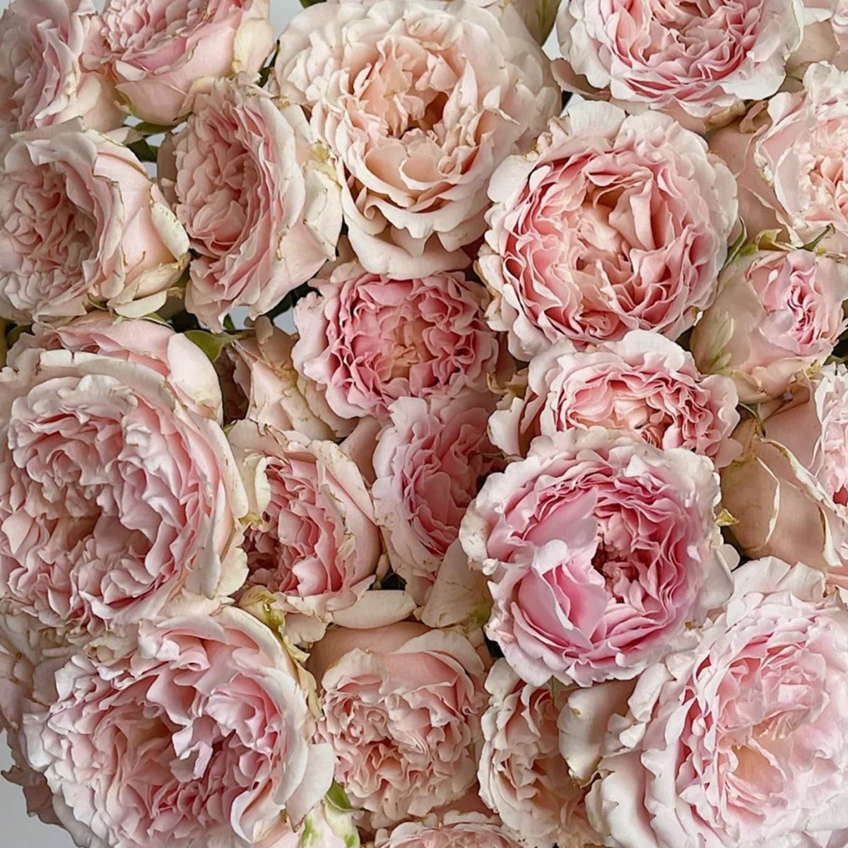 French Florist Shrub Rose Inspired by Wedding Rosever