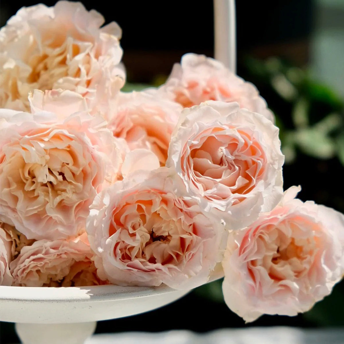 French Florist Shrub Rose Inspired by Wedding Rosever