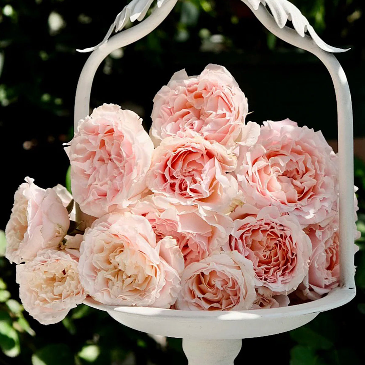 French Florist Shrub Rose Inspired by Wedding Rosever