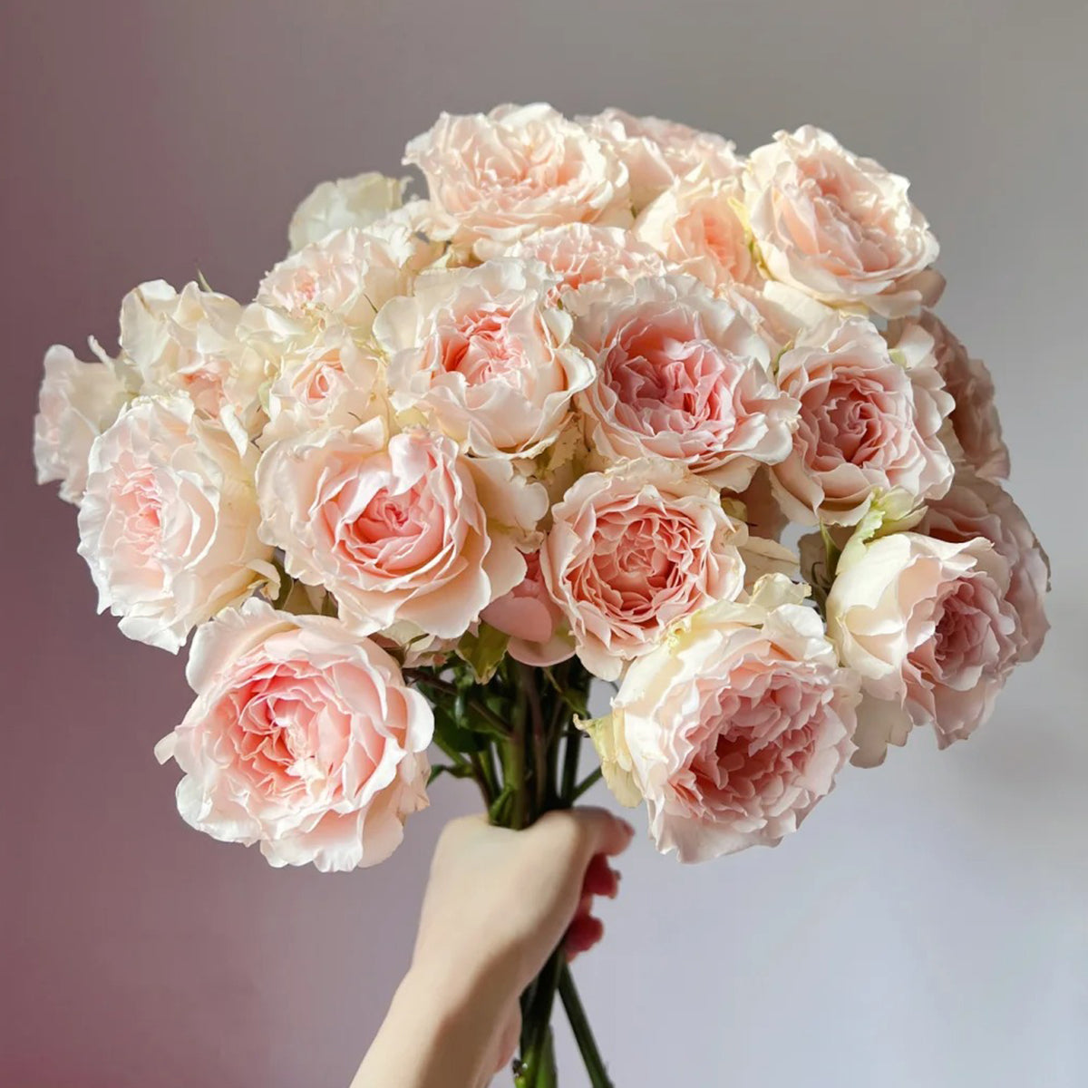 French Florist Shrub Rose Inspired by Wedding Rosever