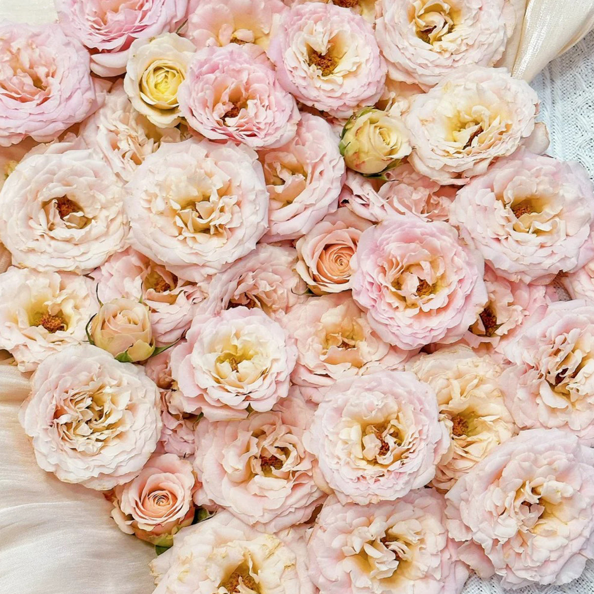 French Florist Shrub Rose Inspired by Wedding Rosever