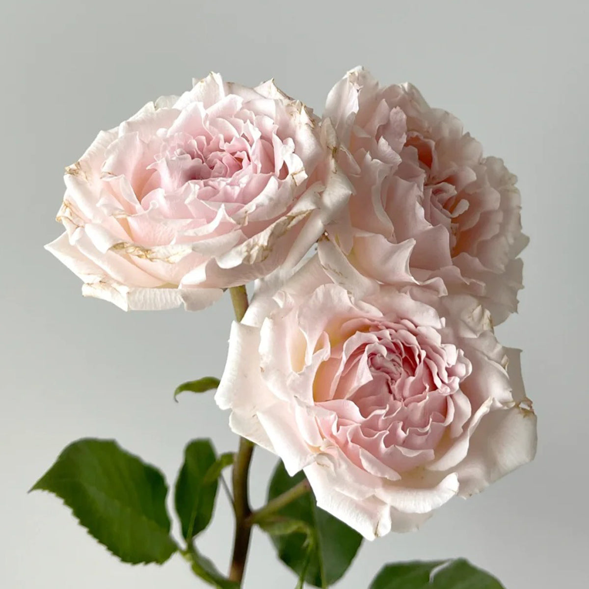 French Florist Shrub Rose Inspired by Wedding Rosever
