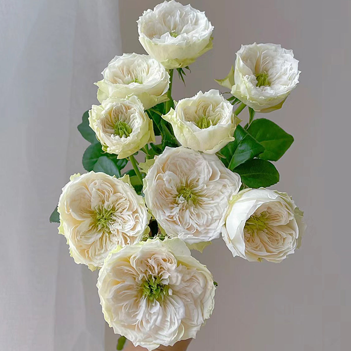 Dutch Florist Shrub Rose Inspired by Whitby Abbey